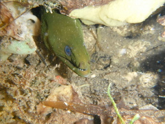 Gymnothorax funebris