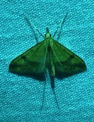 Choristostigma plumbosignalis