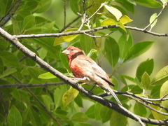 Haemorhous mexicanus