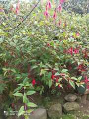 Fuchsia alpestris