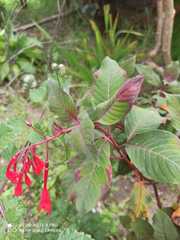Fuchsia triphylla