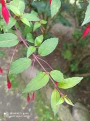 Fuchsia alpestris