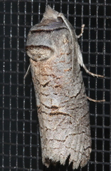 Culama suffusca