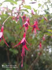 Fuchsia alpestris