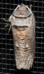 Culama suffusca