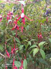 Fuchsia alpestris