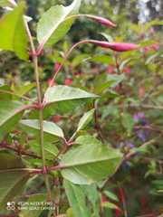 Fuchsia alpestris