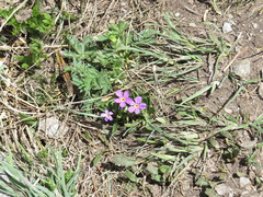 Primula angustifolia