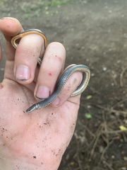 Diadophis punctatus stictogenys