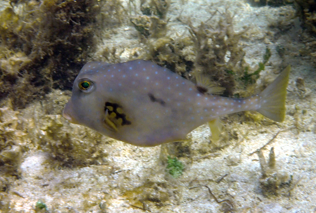 Buffalo Trunkfish