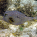Buffalo Trunkfish - Photo (c) Kent Miller, some rights reserved (CC BY-ND), uploaded by Kent Miller