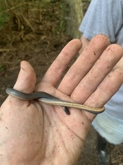 Diadophis punctatus stictogenys