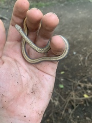 Diadophis punctatus stictogenys