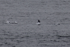 Delphinus