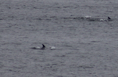 Delphinus