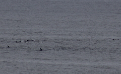 Delphinus