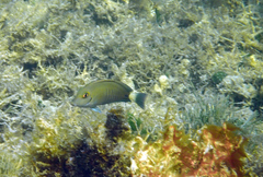 Acanthurus chirurgus