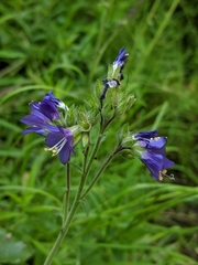 Polemonium occidentale occidentale