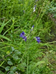 Polemonium occidentale occidentale