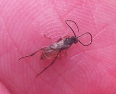 Hymenoptera