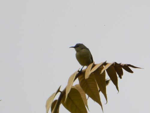 Northern Double-collared Sunbird