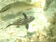 Pareques acuminatus