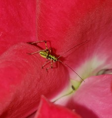 Phaneroptera nana