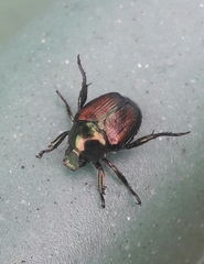 Popillia japonica