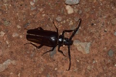 Derobrachus geminatus