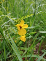 Chamaecrista fasciculata