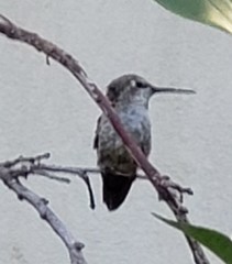 Calypte anna