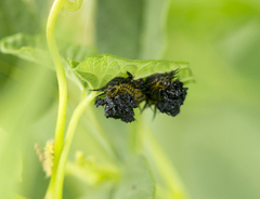 Chelymorpha cassidea