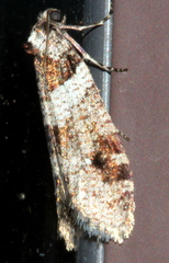 Lepidoscia heliochares