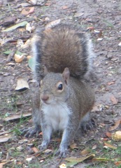 Sciurus carolinensis