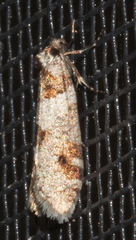 Lepidoscia heliochares