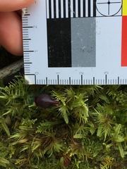 Corybas unguiculatus