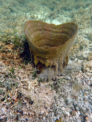 Ircinia campana