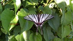 Protographium epidaus epidaus