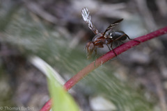 Tritoxa cuneata