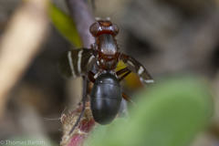 Tritoxa cuneata