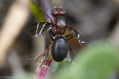 Tritoxa cuneata