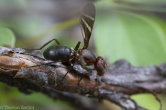 Tritoxa cuneata