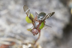 Tritoxa cuneata