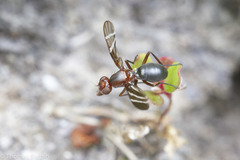 Tritoxa cuneata