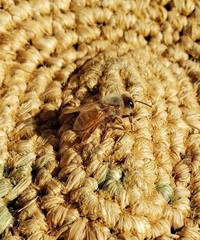 Apis mellifera