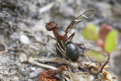 Tritoxa cuneata