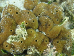 Chondrilla nucula