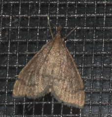 Metasia dicealis