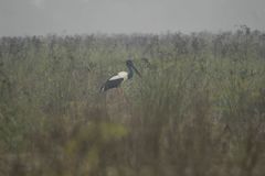 Ephippiorhynchus asiaticus