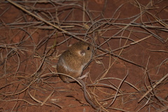 Perognathus